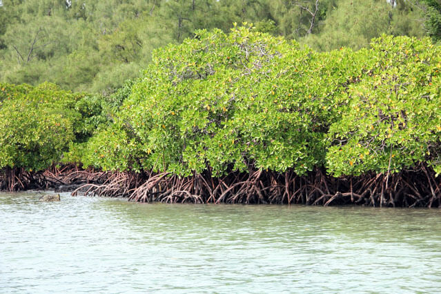 20170617-mangrove-798578_1280